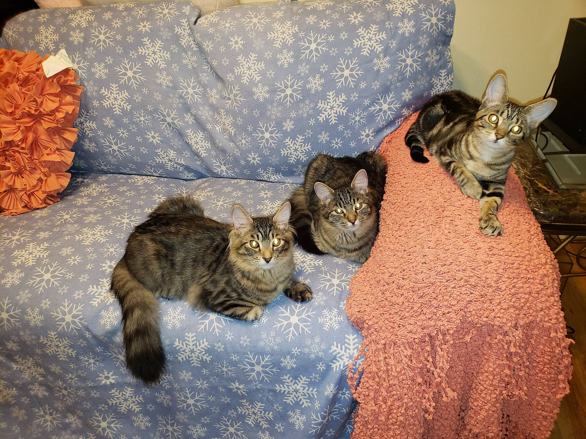 Marvin is registered to the contest to win money with this photo: carnivore, cat, couch, domestic_short_haired_cat, felidae, fur, grey, home_accessories, linens, living_room, organism, small_to_medium_sized_cats, tabby_cat, tablecloth, tail, throw_pillow, vertebrate, whiskers