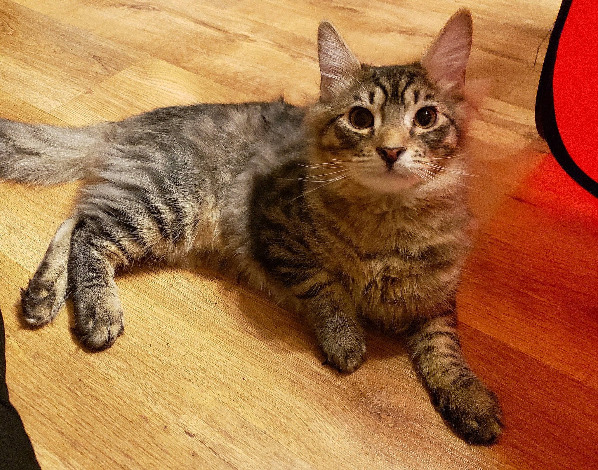 Marvin is registered to the contest to win money with this photo: beige, brown, carnivore, cat, felidae, floor, flooring, fur, hardwood, laminate_flooring, orange, small_to_medium_sized_cats, snout, terrestrial_animal, toe, vertebrate, whiskers, wood, wood_flooring, wood_stain