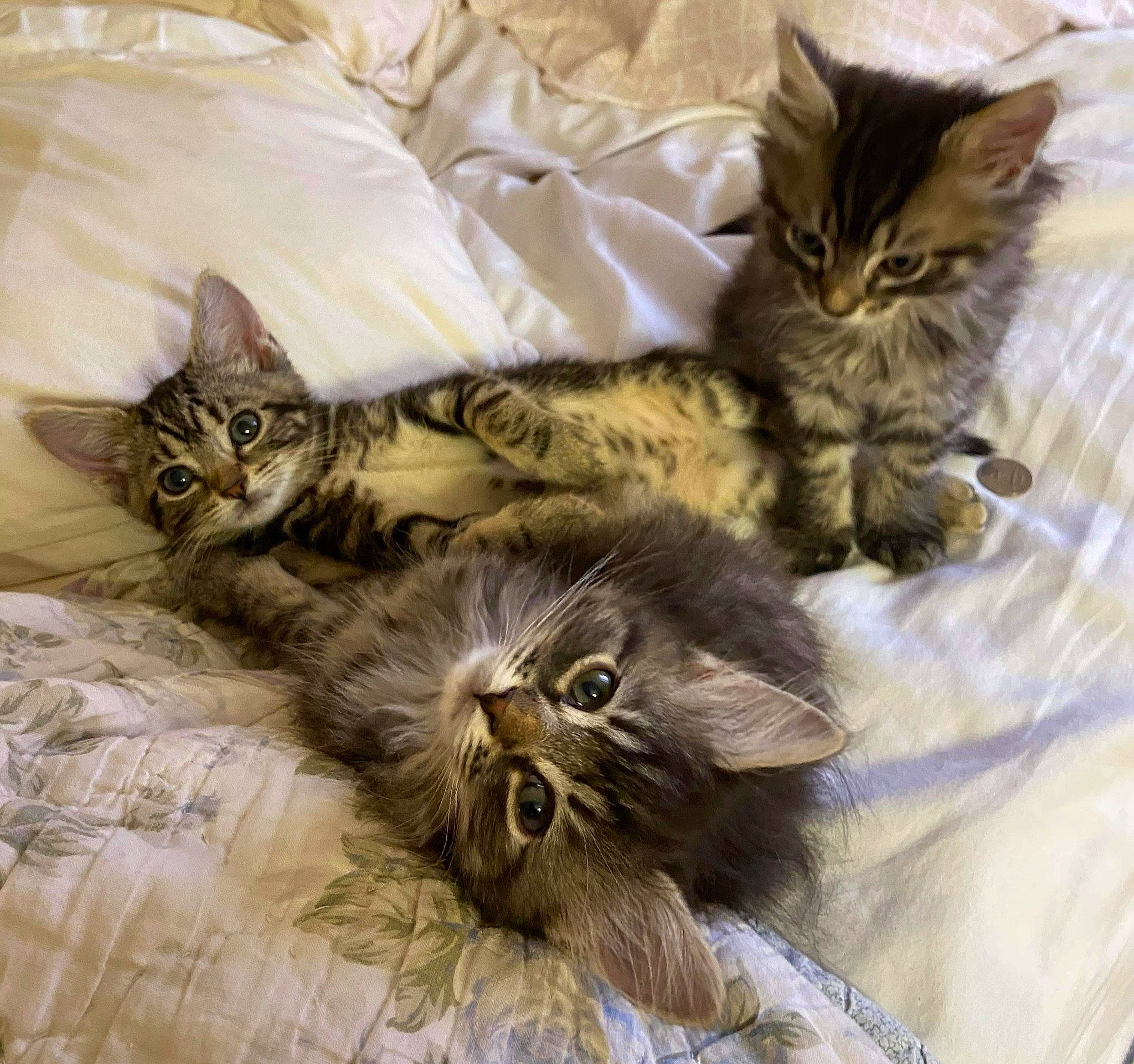 Marvin is registered to the contest to win money with this photo: bed, bed_sheet, bedding, carnivore, cat, felidae, fur, kitten, linens, organism, small_to_medium_sized_cats, terrestrial_animal, vertebrate, whiskers