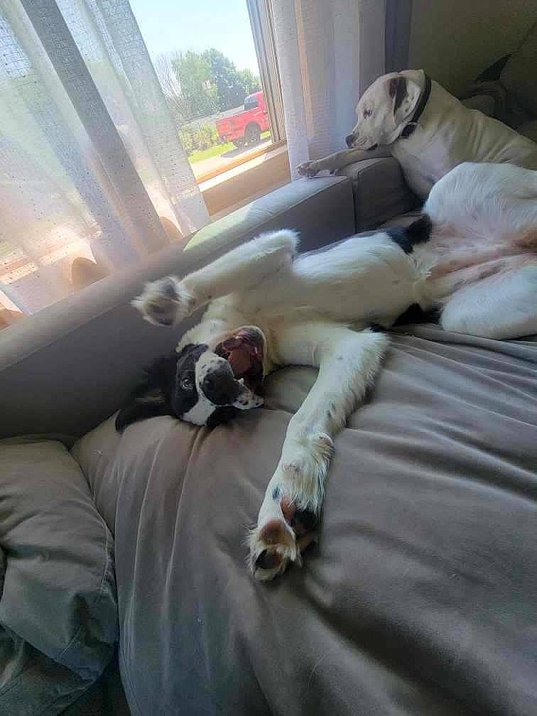 Dutchess is registered to the contest to win money with this photo: canidae, carnivore, comfort, companion_dog, curtain, dog, dog_breed, fawn, human_leg, linens, mammal, room, sky, sporting_group, tints_and_shades, tree, vehicle_door, vertebrate, window, wood