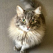 Einstein joined the competition — help win amazing prizes! cat, gray_cat, fluffy, green_eyes, pet, animal, feline, indoor, carpet, tail, whiskers, ears, sitting, cute, domestic_cat, fur, looking_up, young_cat, alert, portrait