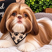 Big Perm is registered to the contest to win money with this photo: dog, shih_tzu, small_dog, fluffy, long_hair, brown_and_white, pet, bandana, paw_prints, lying_down, blanket, cushion, plant, indoor, portrait, close_up, looking_at_camera, cute, groomed, good_boy