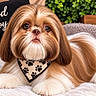 dog, shih_tzu, small_dog, fluffy, long_hair, brown_and_white, pet, bandana, paw_prints, lying_down, blanket, cushion, plant, indoor, portrait, close_up, looking_at_camera, cute, groomed, good_boy