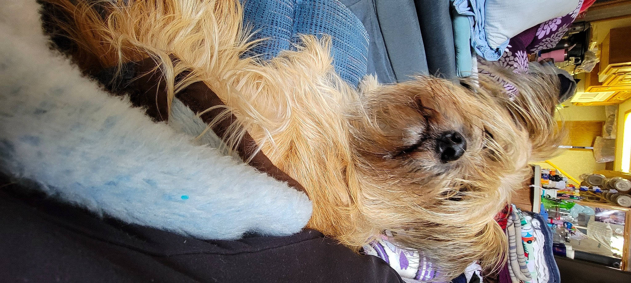 Zoey joined the competition — help win amazing prizes! canidae, carnivore, collar, companion_dog, dog, dog_breed, dog_clothes, fashion_accessory, fawn, fur, hat, small_terrier, snout, sporting_group, sunglasses, terrier, toy_dog, whiskers, working_animal, yorkshire_terrier