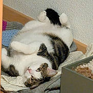 Ruby a rejoint le concours — aidez-le/la à gagner de superbes lots ! blanket, cat, cozy, curious, cute, domestic, ears, feline, floor, indoor, lying_down, pet, relaxed, resting, soft_texture, tabby, toy, upside_down, whiskers, white_fur