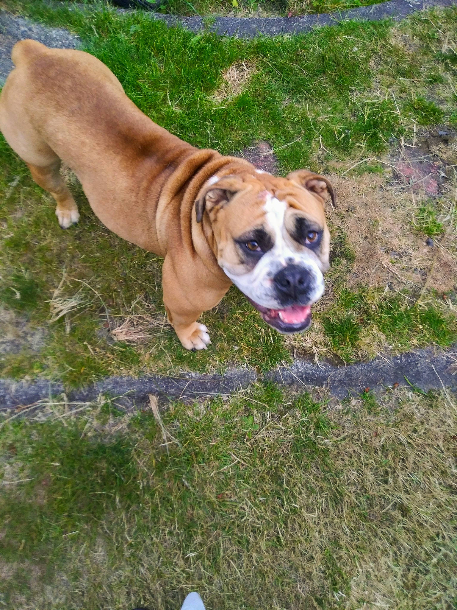 Digger is registered to the contest to win money with this photo: australian_bulldog, boerboel, bulldog, canidae, carnivore, dog, dog_breed, dorset_olde_tyme_bulldogge, fawn, grass, mammal, molosser, non_sporting_group, old_english_bulldog, olde_english_bulldogge, perro_de_presa_mallorquin, rare_breed_dog, sporting_group, valley_bulldog, vertebrate