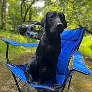 Zeek is registered to the contest to win money with this photo: dog, black_dog, wet, camping_chair, blue_chair, outdoor, forest, trees, creek, water, nature, animal, pet, sitting, adventure, greenery, sunlight, relaxing, vehicle, blurred_background