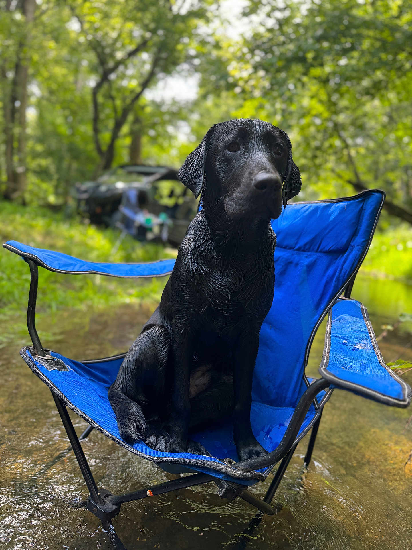 Zeek is registered to the contest to win money with this photo: dog, black_dog, wet, camping_chair, blue_chair, outdoor, forest, trees, creek, water, nature, animal, pet, sitting, adventure, greenery, sunlight, relaxing, vehicle, blurred_background