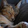 Nala is registered to the contest to win money with this photo: cat, sleeping, close_up, feline, paw, fur, whiskers, relaxation, cozy, couch, indoor, pet, domestic_animal, soft_lighting, resting, closeup, animal, cute, tabby, ears