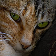 Nala is registered to the contest to win money with this photo: cat, close_up, green_eyes, fur, whiskers, animal, pet, portrait, face, cute, feline, soft_lighting, texture, macro, domestic_cat, resting, eyes, muzzle, nature, wildlife