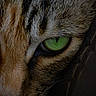 Nala is registered to the contest to win money with this photo: cat, close_up, eye, green_eye, fur, whiskers, animal, pet, mammal, face, portrait, intense_gaze, detailed, macro, nature, wildlife, feline, sharp_focus, texture, closeup