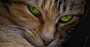 Nala joined the competition — help win amazing prizes! cat, close_up, green_eyes, whiskers, fur, face, animal, pet, feline, portrait, cute, domestic_cat, looking, nose, sleepy, relaxed, muzzle, soft_light, detailed, calm