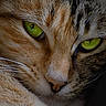 cat, close_up, green_eyes, whiskers, fur, face, animal, pet, feline, portrait, cute, domestic_cat, looking, nose, sleepy, relaxed, muzzle, soft_light, detailed, calm