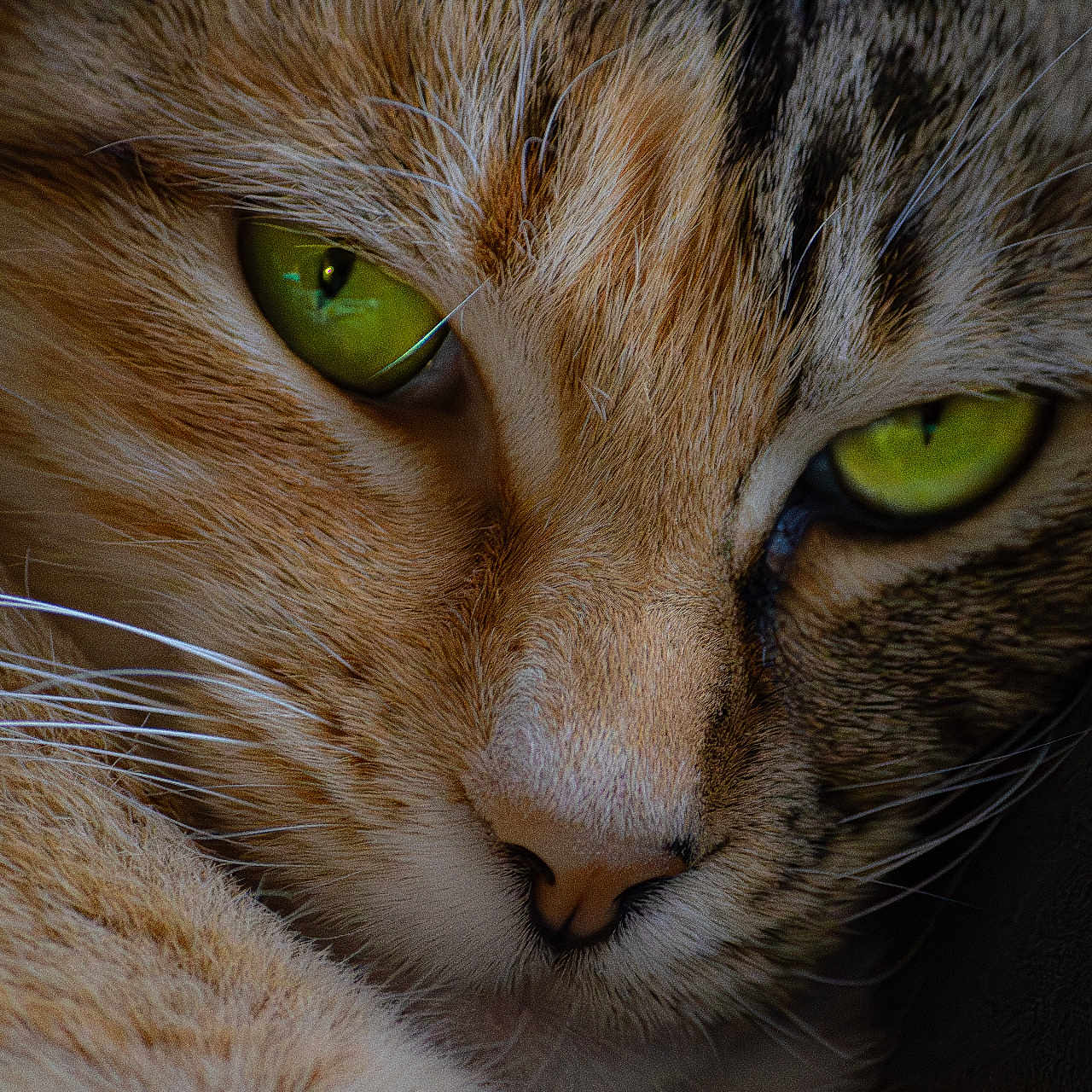 Nala