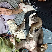 Spankie joined the competition — help win amazing prizes! bed, belly, blanket, brown_and_white, cozy, dog, harness, indoor, lap, lying_down, paws, person, pet, pillow, pit_bull, portrait, relaxed, short_hair, sleeping, upside_down