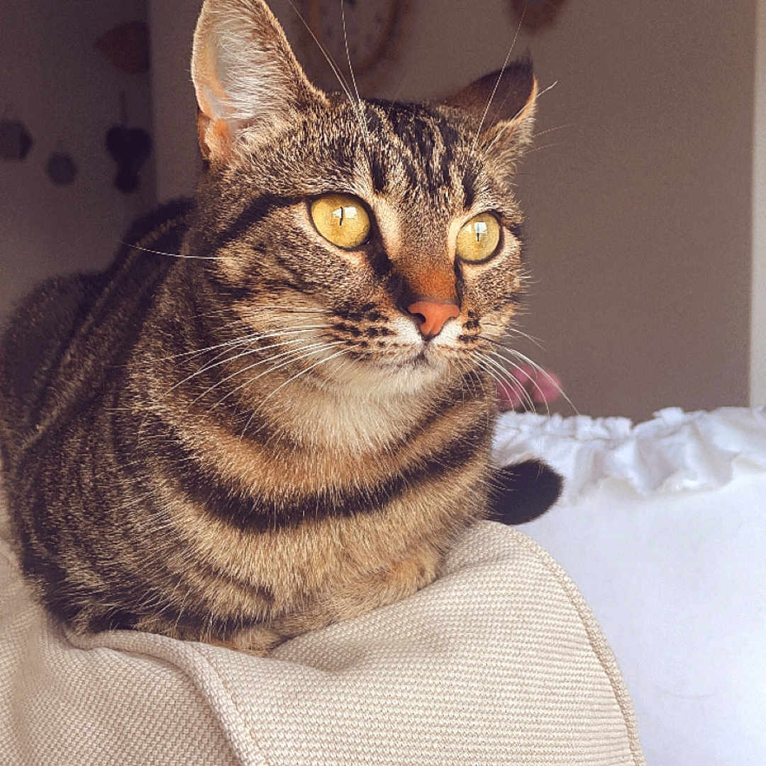 Chipie a rejoint le concours — aidez-le/la à gagner de superbes lots ! abyssinian, animal, architecture, armchair, blanket, building, cat, chair, couch, cushion, furniture, homedecor, indoors, kitten, linen, livingroom, manx, person, pet, room