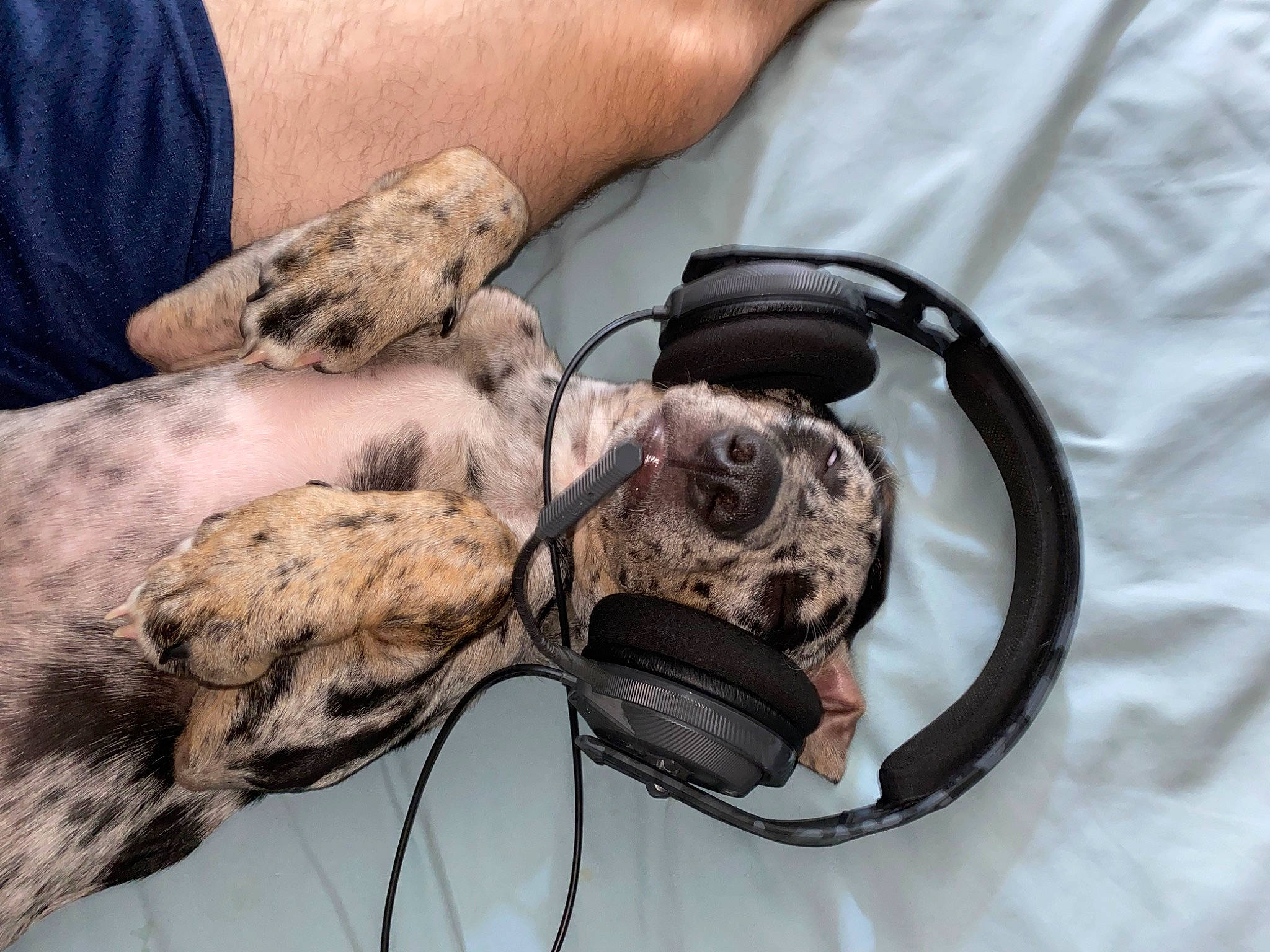 Willow is registered to the contest to win money with this photo: canidae, carnivore, claw, collar, companion_dog, dog, dog_breed, dog_collar, fawn, fur, leash, nail, paw, sporting_group, terrestrial_animal, veterinarian, whiskers, wildlife_biologist, working_animal, wrinkle