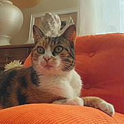 Orange participe au concours pour gagner de l'argent avec cette photo : cat, calico, orange_chair, indoor, pet, feline, relaxed, home_interior, furniture, lamp, wooden_table, sculpture, curtain, cozy, resting, close_up, whiskers, portrait, orange, comfortable