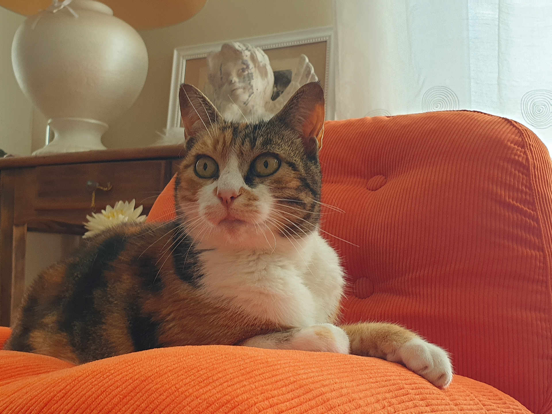Orange participe au concours pour gagner de l'argent avec cette photo : cat, calico, orange_chair, indoor, pet, feline, relaxed, home_interior, furniture, lamp, wooden_table, sculpture, curtain, cozy, resting, close_up, whiskers, portrait, orange, comfortable