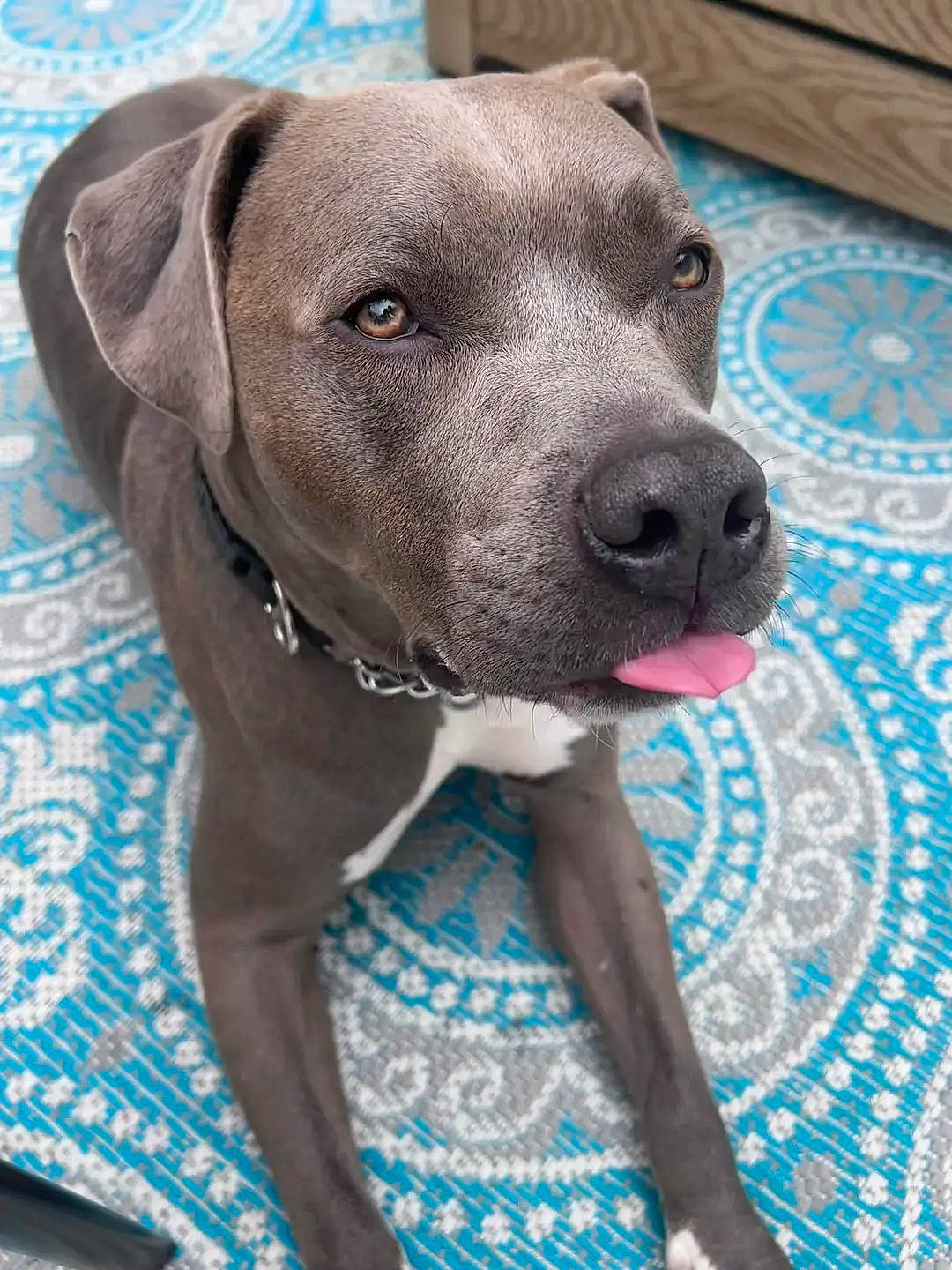 Meechie is registered to the contest to win money with this photo: blue, carnivore, collar, companion_dog, dog, dog_breed, dog_collar, dog_supply, electric_blue, fawn, fur, guard_dog, gun_dog, liver, pattern, pet_supply, snout, sporting_group, whiskers, working_animal