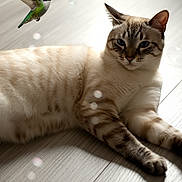 Hazy joined the competition — help win amazing prizes! cat, hummingbird, animal, pet, feline, bird, indoor, floor, striped, relaxed, sunlight, wooden_floor, wildlife, nature, closeup, mammal, avian, fluffy, hovering, companion