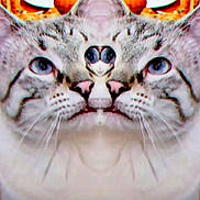 Hazy is registered to the contest to win money with this photo: cat, distorted, mirrored, face, animal, pet, feline, table, plate, pumpkin, indoor, blurred_background, weird, funny, odd, closeup, whiskers, ears, gray, stripes