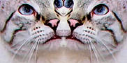 Hazy is registered to the contest to win money with this photo: animal, blurred_background, cat, closeup, distorted, ears, face, feline, funny, gray, indoor, mirrored, odd, pet, plate, pumpkin, stripes, table, weird, whiskers