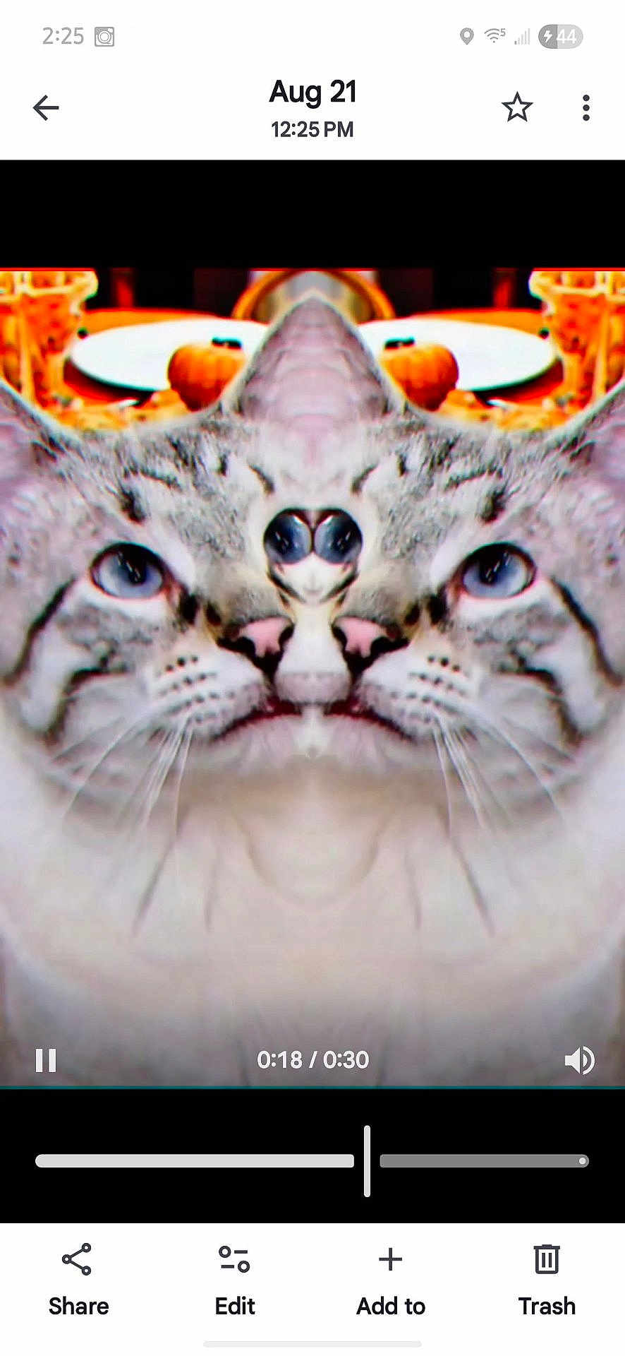 Hazy is registered to the contest to win money with this photo: cat, distorted, mirrored, face, animal, pet, feline, table, plate, pumpkin, indoor, blurred_background, weird, funny, odd, closeup, whiskers, ears, gray, stripes