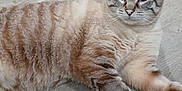Hazy joined the competition — help win amazing prizes! animal, calm, cat, close_up, cute, domestic_cat, ears, feline, floor, fur_texture, indoor, lying_down, mammal, pet, relaxed, resting, striped_fur, tabby, whiskers, wooden_floor