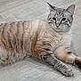 Hazy joined the competition — help win amazing prizes! animal, calm, cat, close_up, cute, domestic_cat, ears, feline, floor, fur_texture, indoor, lying_down, mammal, pet, relaxed, resting, striped_fur, tabby, whiskers, wooden_floor
