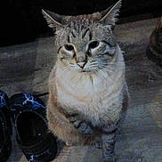 Hazy joined the competition — help win amazing prizes! cat, tabby, animal, pet, floor, wooden_floor, shoes, black_shoes, lightning_pattern, indoor, curious, sitting, feline, whiskers, ears, fur, eyes, paw, night, dim_light