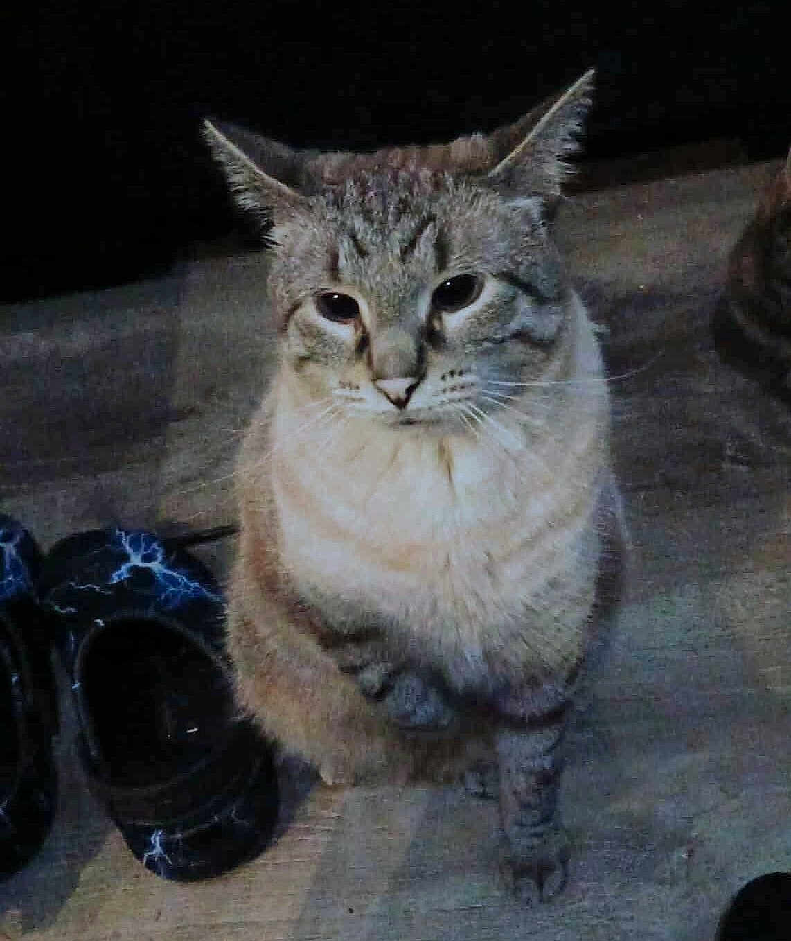 Hazy joined the competition — help win amazing prizes! cat, tabby, animal, pet, floor, wooden_floor, shoes, black_shoes, lightning_pattern, indoor, curious, sitting, feline, whiskers, ears, fur, eyes, paw, night, dim_light