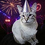 Hazy joined the competition — help win amazing prizes! animal, cat, celebration, clock, crowd, cute, event, festive, fireworks, fun, glow, holiday, light, new_year, night, outdoor, party_hat, pet, portrait, time