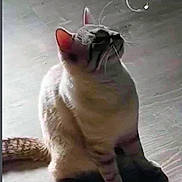 Hazy is registered to the contest to win money with this photo: animal, bubble, cat, closeup, curious, domestic_cat, ears, feline, floor, indoor, light, looking_up, pet, playful, quiet, shadow, sitting, striped, tail, whiskers