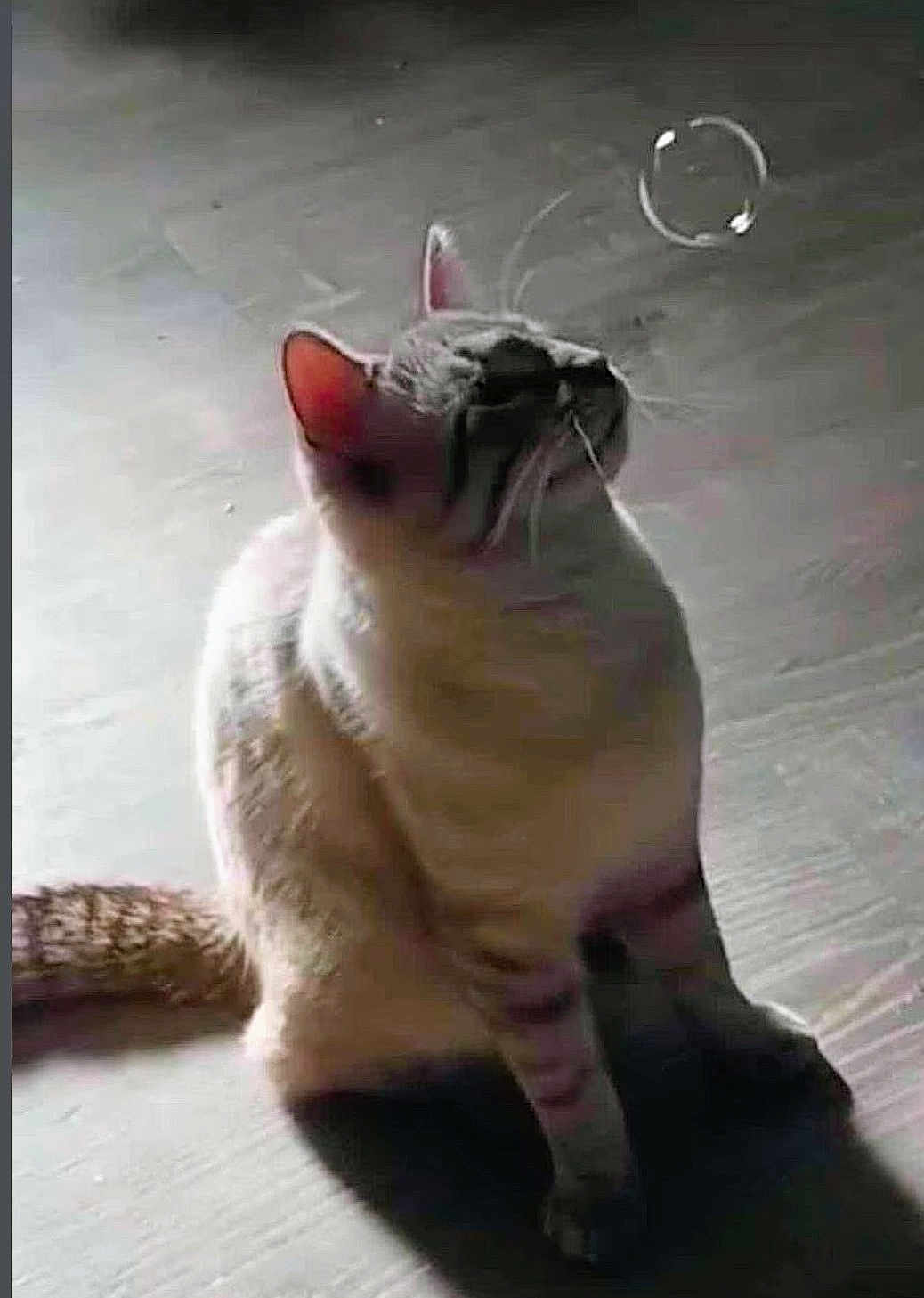 Hazy is registered to the contest to win money with this photo: animal, bubble, cat, closeup, curious, domestic_cat, ears, feline, floor, indoor, light, looking_up, pet, playful, quiet, shadow, sitting, striped, tail, whiskers