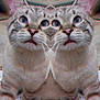 Hazy is registered to the contest to win money with this photo: animal, cat, close_up, confusing, cute, ears, four_eyes, funny, fur, indoor, mirrored_image, nose, optical_illusion, paws, pet, symmetry, tabby, two_faces, weird, whiskers