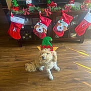 Zoey joined the competition — help win amazing prizes! animal, cabinet, christmas, christmas_stockings, cute, decorations, dog, elf_hat, festive, green, holiday, holiday_decor, indoors, living_room, pet, plush, red, seasonal, television, wooden_floor