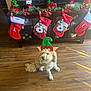 animal, cabinet, christmas, christmas_stockings, cute, decorations, dog, elf_hat, festive, green, holiday, holiday_decor, indoors, living_room, pet, plush, red, seasonal, television, wooden_floor