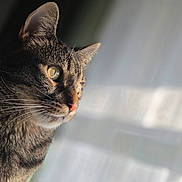 Itachi joined the competition — help win amazing prizes! animal, cat, close_up, curious, cute, domestic_animal, ears, eyes, feline, fur, indoor, mammal, peaceful, pet, portrait, profile, shadow, soft_light, tabby, whiskers