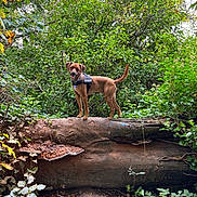 Frankie joined the competition — help win amazing prizes! dog, forest, log, tree, greenery, nature, outdoor, animal, canine, harness, leaf, plant, mushroom, wood, smiling, pet, wildlife, bark, trunk, adventure