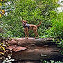 dog, forest, log, tree, greenery, nature, outdoor, animal, canine, harness, leaf, plant, mushroom, wood, smiling, pet, wildlife, bark, trunk, adventure