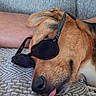 dog, sleeping, sunglasses, tongue_out, brown_dog, pet, couch, blanket, indoor, relaxed, funny, portrait, close_up, floppy_ears, black_nose, tan_fur, lounging, resting, cozy, photography