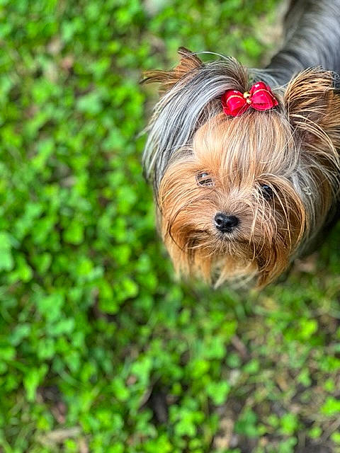 Lola Chat Et Tosca participe au concours pour gagner de l'argent avec cette photo : biewer_terrier, canidae, carnivore, companion_dog, dog, dog_breed, dog_supply, fawn, grass, green, groundcover, liver, plant, small_terrier, snout, sporting_group, terrestrial_plant, toy_dog, working_animal, yorkshire_terrier