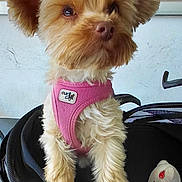 Tornade a rejoint le concours — aidez-le/la à gagner de superbes lots ! animal, background, carrier, closeup, companion, curious, cute, dog, domestic_animal, fluffy, furry, indoor, looking_away, mesh, pet, pink_harness, portrait, puppy, small_dog, toy