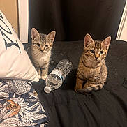 Shiloh And Suki is registered to the contest to win money with this photo: kitten, cat, tabby, animal, pet, indoor, bed, black_bedspread, water_bottle, curious, young, feline, domestic_cat, resting, pillow, fabric, patterned_cloth, two_animals, sitting, closeup