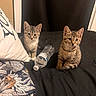 kitten, cat, tabby, animal, pet, indoor, bed, black_bedspread, water_bottle, curious, young, feline, domestic_cat, resting, pillow, fabric, patterned_cloth, two_animals, sitting, closeup