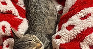 Shiloh And Suki joined the competition — help win amazing prizes! cat, tabby_cat, sleeping, cozy, blanket, red_blanket, white_blanket, furry, pet, animal, cute, resting, domestic_cat, relaxing, fur, whiskers, soft_texture, close_up, indoor, peaceful