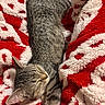 cat, tabby_cat, sleeping, cozy, blanket, red_blanket, white_blanket, furry, pet, animal, cute, resting, domestic_cat, relaxing, fur, whiskers, soft_texture, close_up, indoor, peaceful