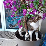 Roméo participe au concours pour gagner de l'argent avec cette photo : animal, cat, curious, cushion, door, exploring, feline, flower, glass_door, home, indoor, panda_figurine, pet, plant, planter, potted_plant, purple_flower, soil, tabby_cat, whiskers