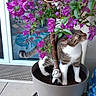 animal, cat, curious, cushion, door, exploring, feline, flower, glass_door, home, indoor, panda_figurine, pet, plant, planter, potted_plant, purple_flower, soil, tabby_cat, whiskers